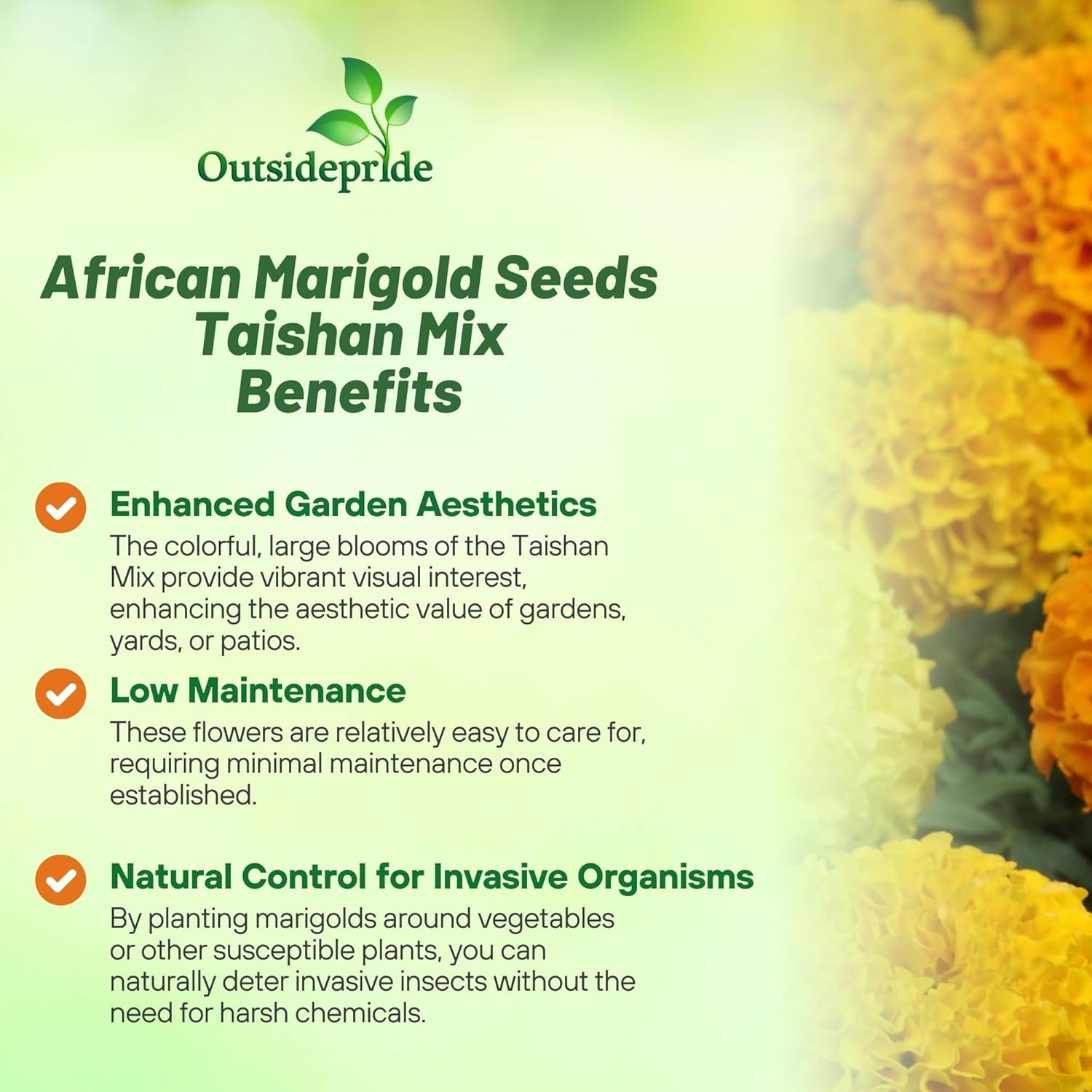 100 Seeds Tagetes Erecta African Marigold Taishan Flower Seed Mix