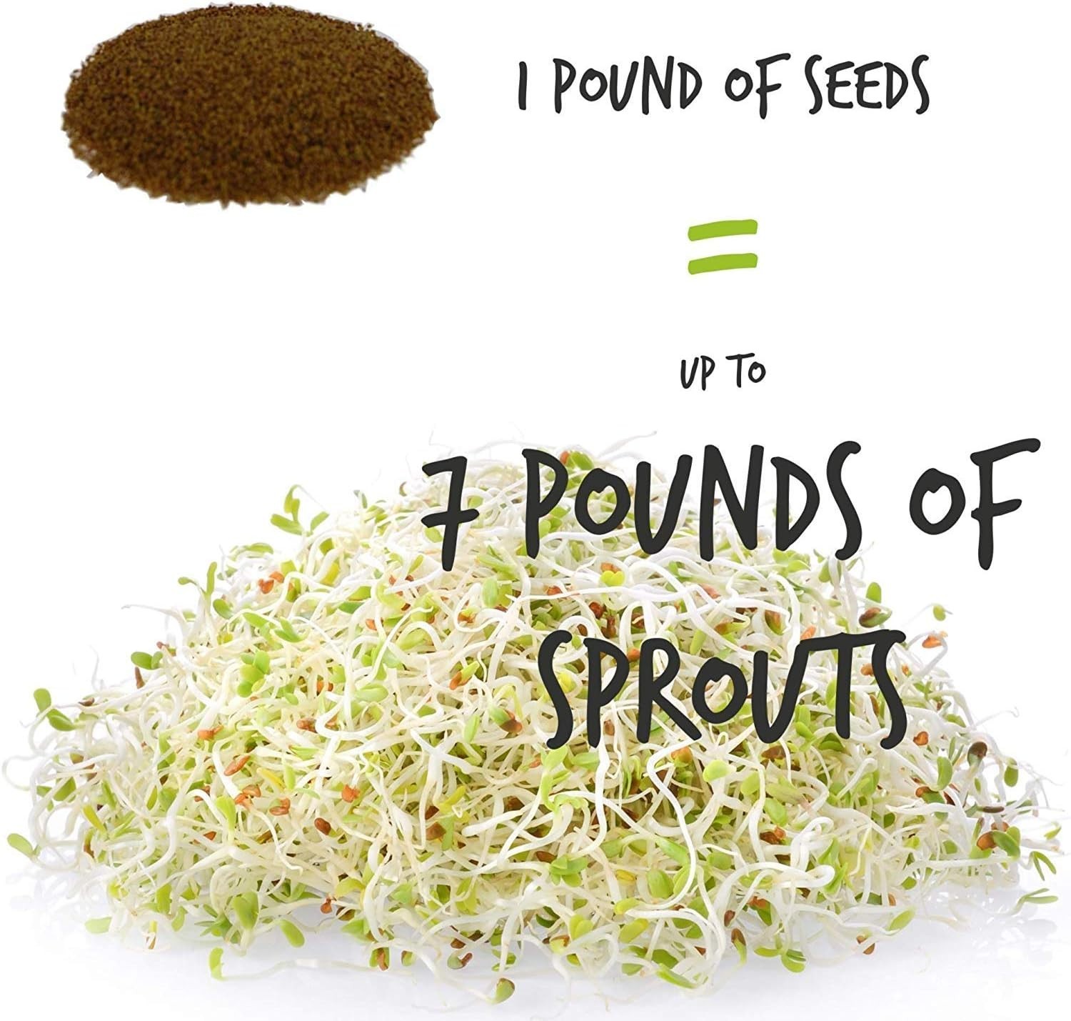 Certified Organic Alfalfa Seed – High Germination