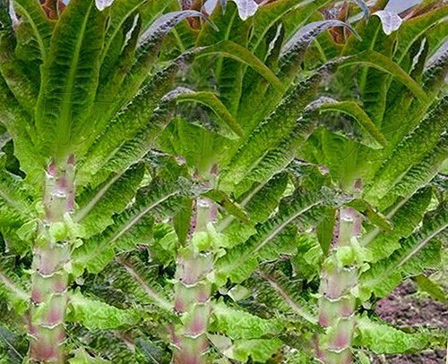 500+ Red Leaf Stem Celtuce Seeds 红尖叶香莴笋 2023新种子NEW!