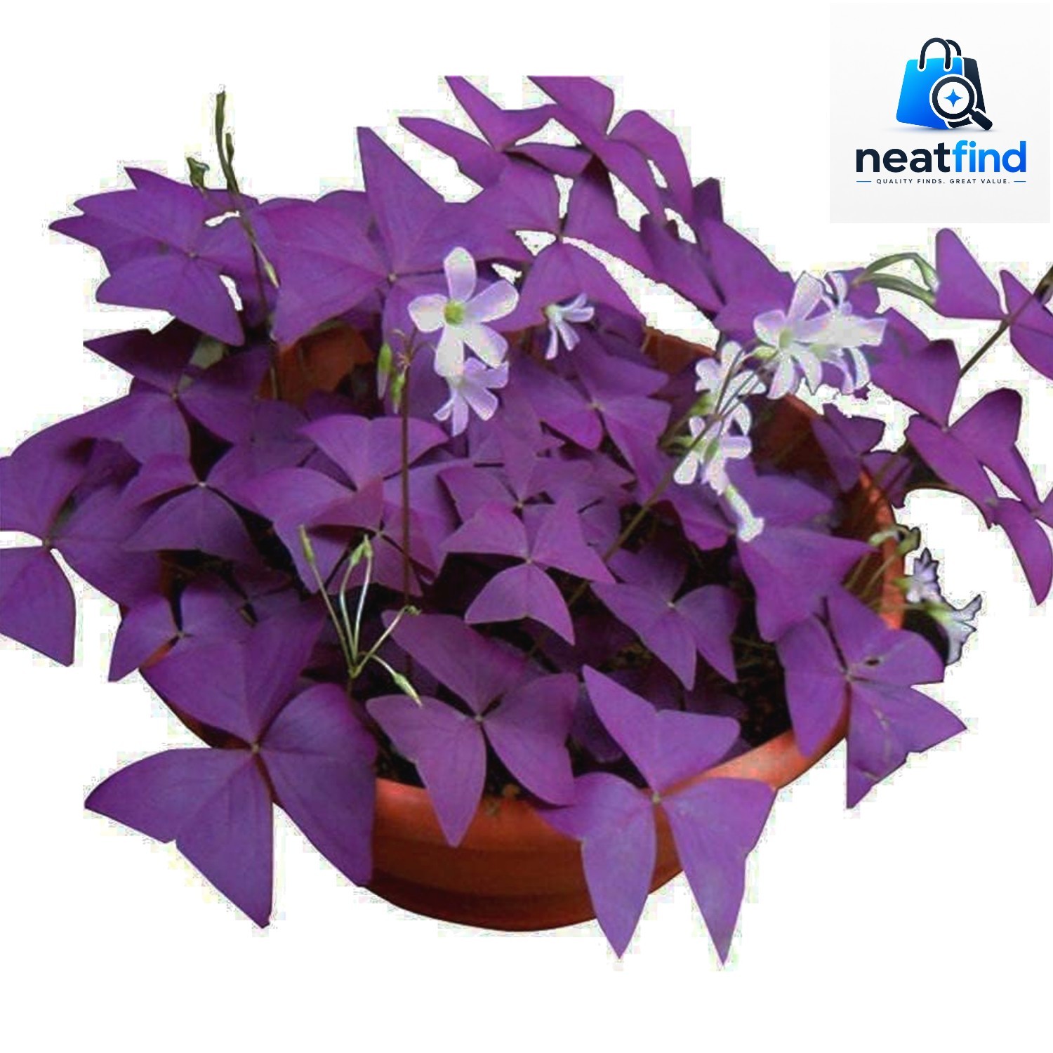 12PCS Purple Shamrocks Bulbs Good Luck Plant Purple Oxalis Bulbs for Planting…