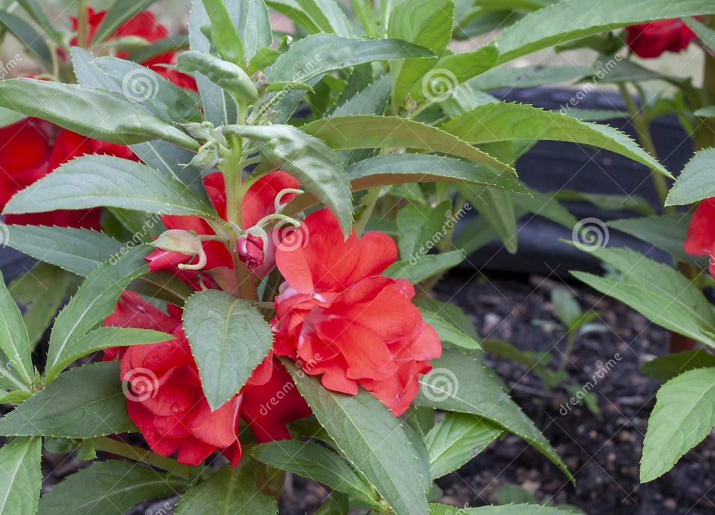 Giant 2 oz. Pack of Impatien Flower Seeds and starting medium