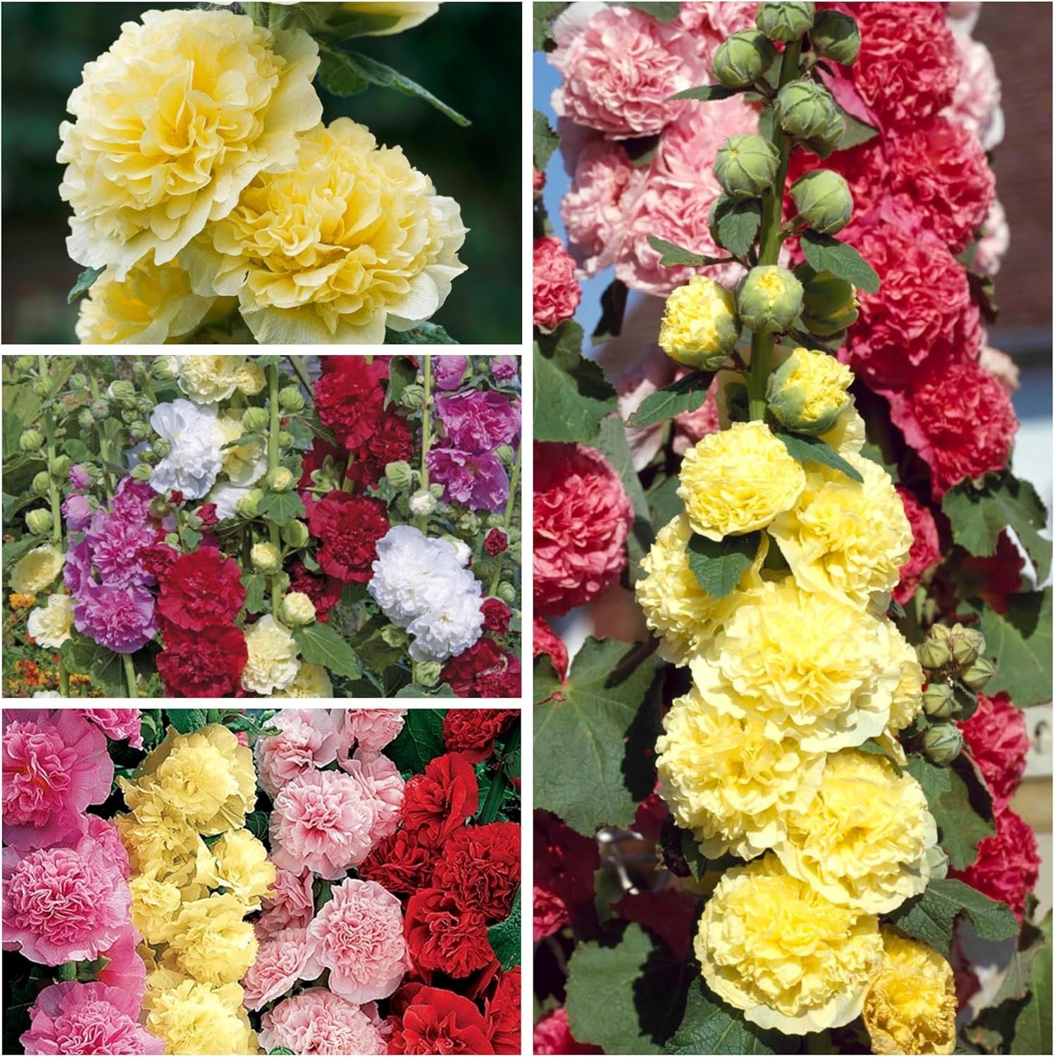 Mixed Carnival Hollyhock Seeds – Heirloom Seeds for Planting Alcea rosea – Bi…