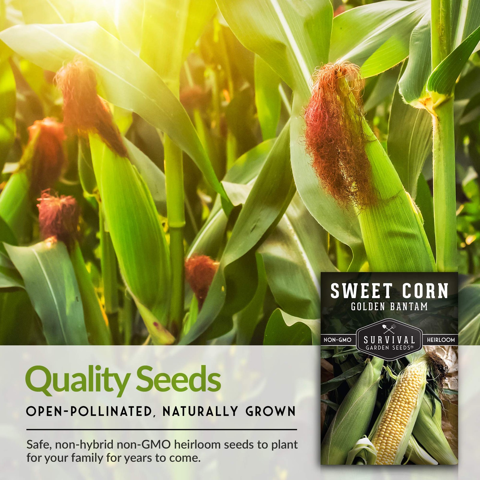 Sweet Corn Seeds for Planting 5 Packs NonGMO Heirloom for Vegetable Garden
