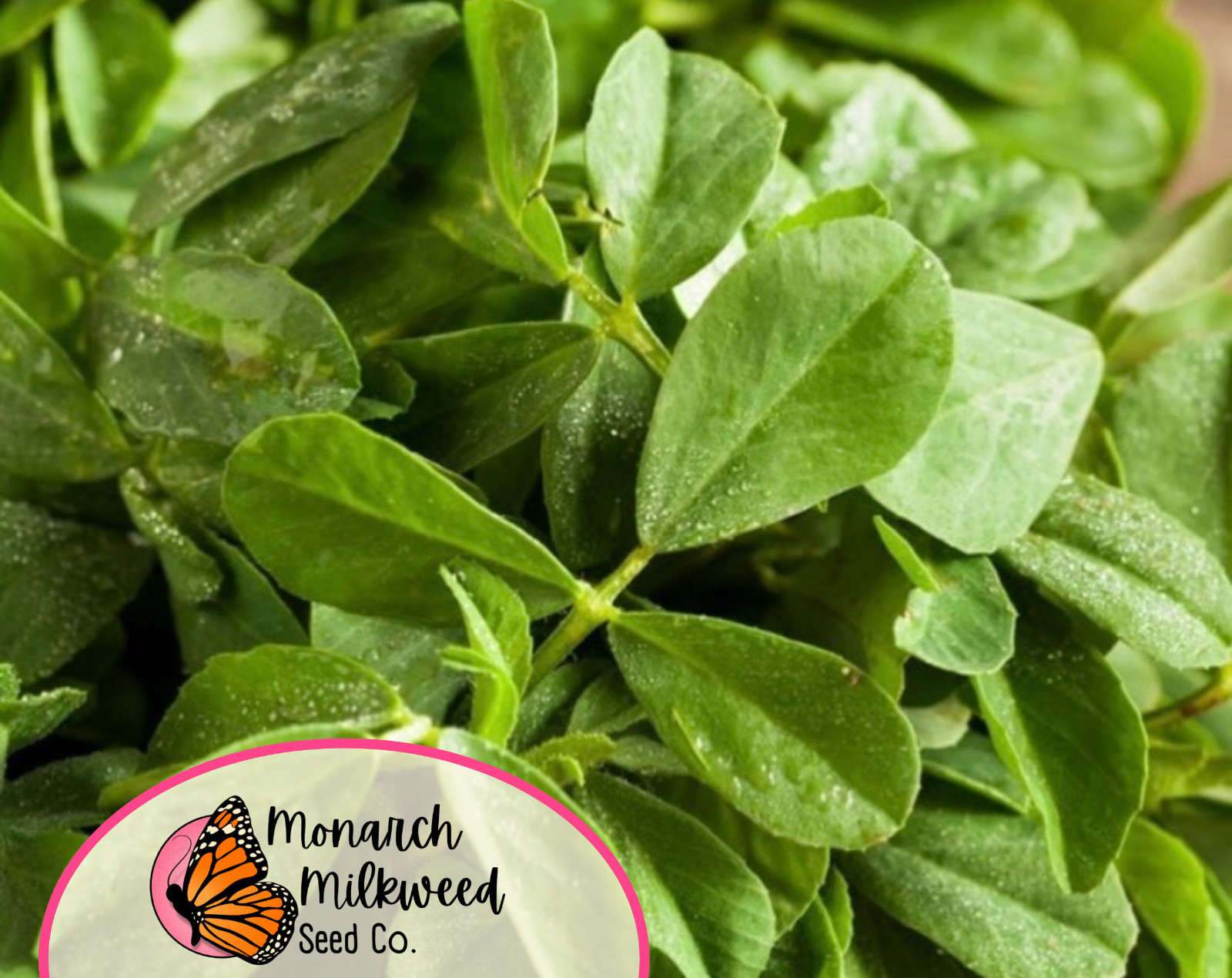 775+ Fenugreek Seeds | Non-GMO Herb & Vegetable Gardening Seed Packet, USA