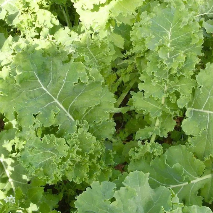 Siberian Dwarf Kale Seeds, Organic, NON-GMO, Cruciferous Vegetable, Winter Hardy