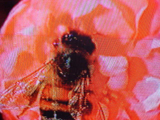 1/32 LB (1/2-OUNCE) HONEY BEE 31 DIFFERENT VARIETY WILDFLOWER SEED MIX