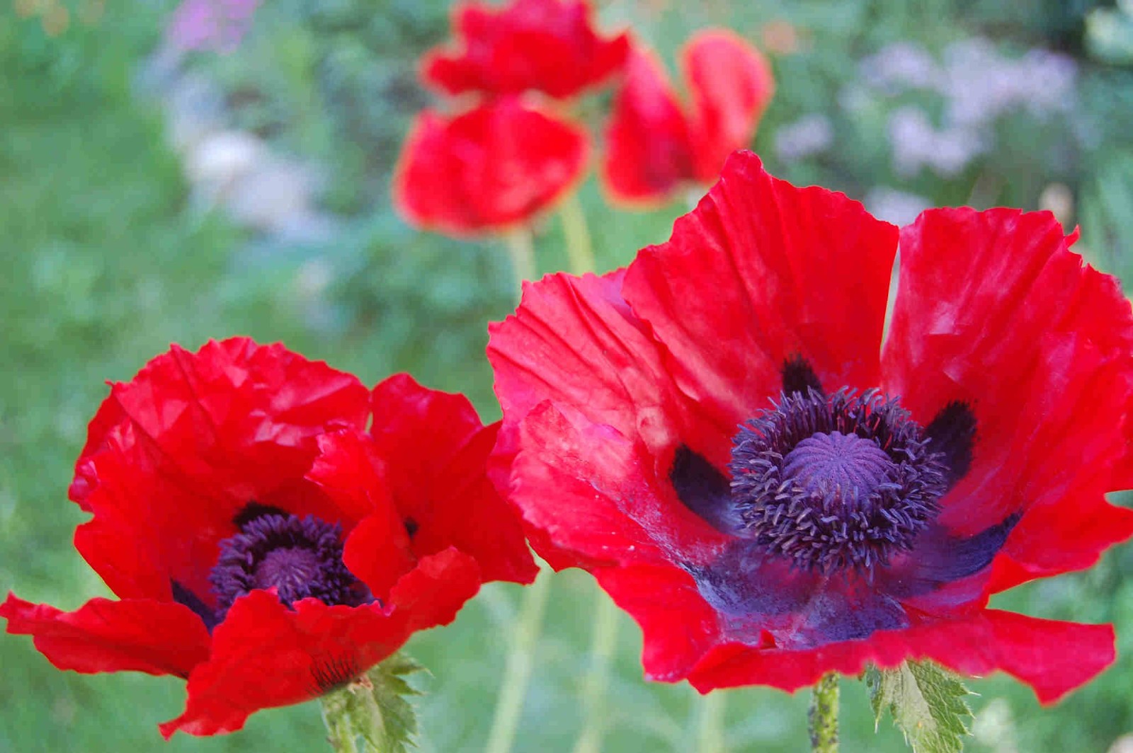 Poppy – Papaver orientale – Beauty of Livermere seed