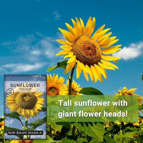– Mammoth Sunflower Seeds to Plant – Grow Giant Sunflowers in Your Garden – 1