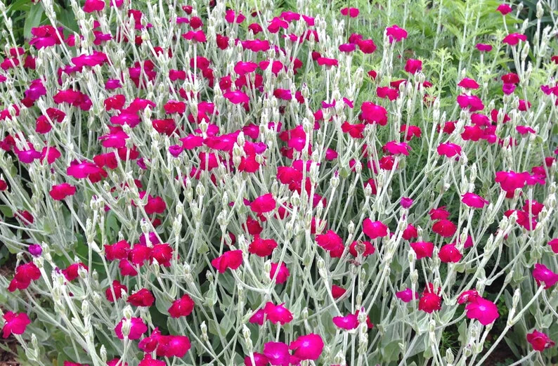 Rose Campion Seeds, Lychnis Coronaria, 100+Seeds (PINKS) 0.68 S/H