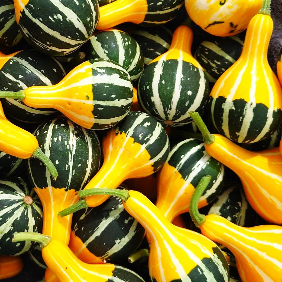 Bicolor Pear Ornamental Gourd Seeds – For 2025 Planting Yellow Green White
