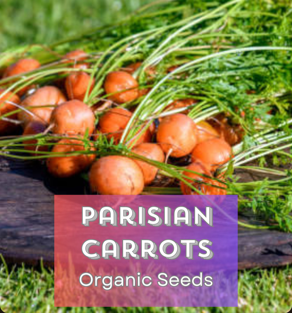 BEGINNER GARDEN for KIDS! 🌱 Organic Seed Collection 🌻 6 Fun Varieties + Gift!
