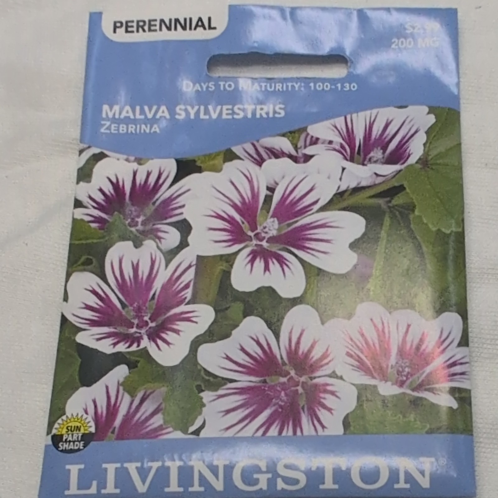Livingston Malva sylvestris Zebrina Perennial White Purple Full Sun Y3170