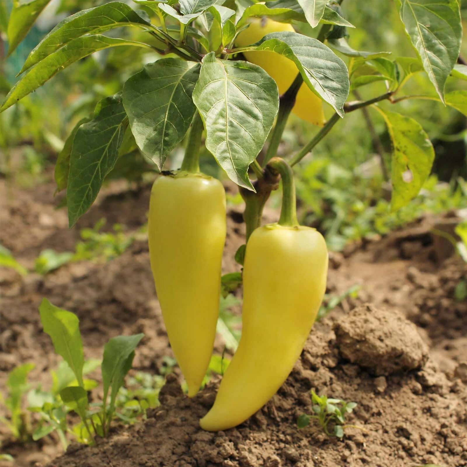 25 Hungarian Yellow Wax Pepper Seed