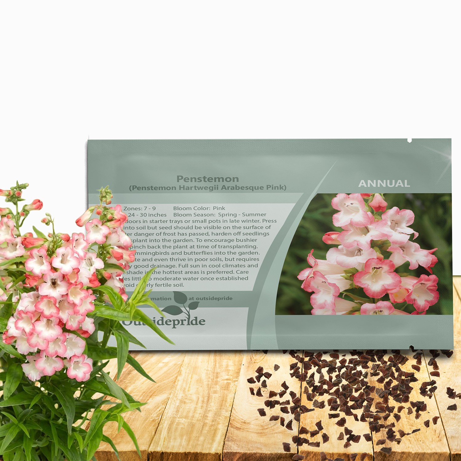 15 Seeds Beardtongue Penstemon Hartwegii Arabesque Pink Drought Resistant
