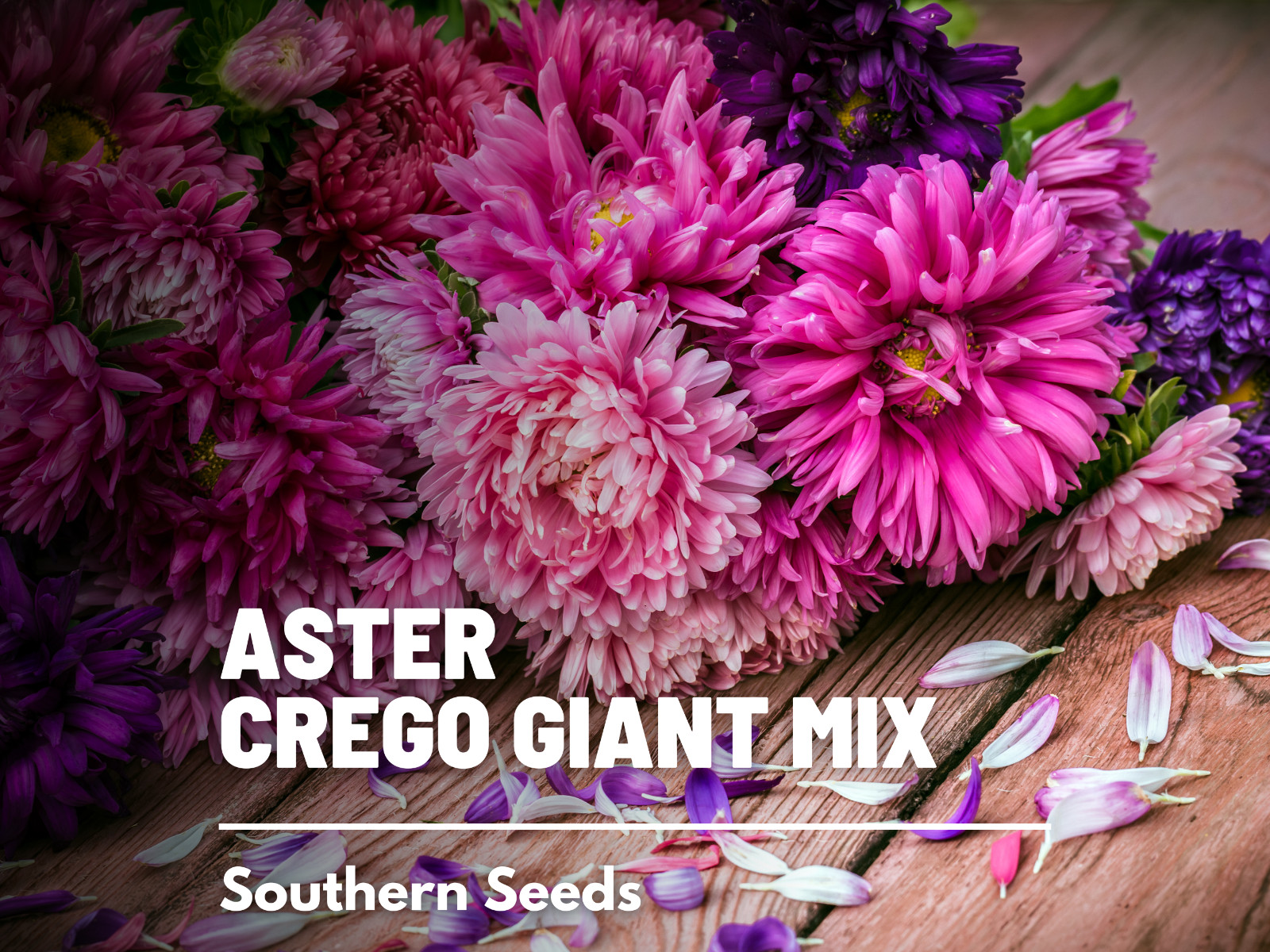 Aster, Crego Giant Mix – 50 Seeds, Heirloom Flower (Callistephus chinensis)