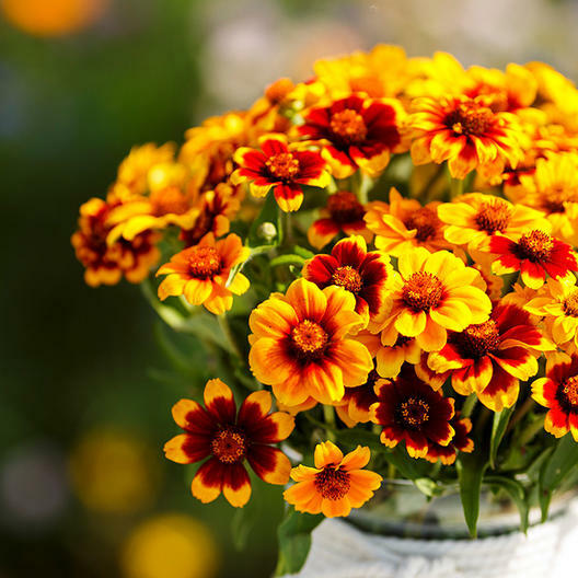 Zinnia MEXICAN PERSIAN CARPET MIX Dwarf Flower Pollinators Non-GMO 500 Seeds
