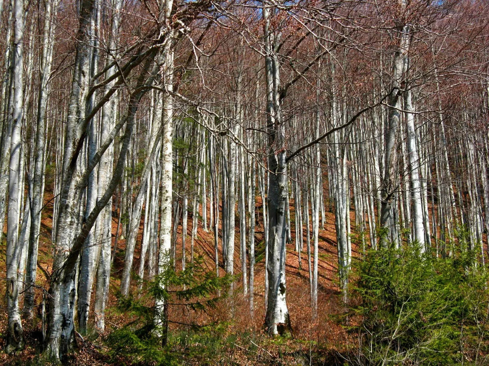 Silver Birch {Betula pendula} Fast Growing 100+SEEDS USA POST
