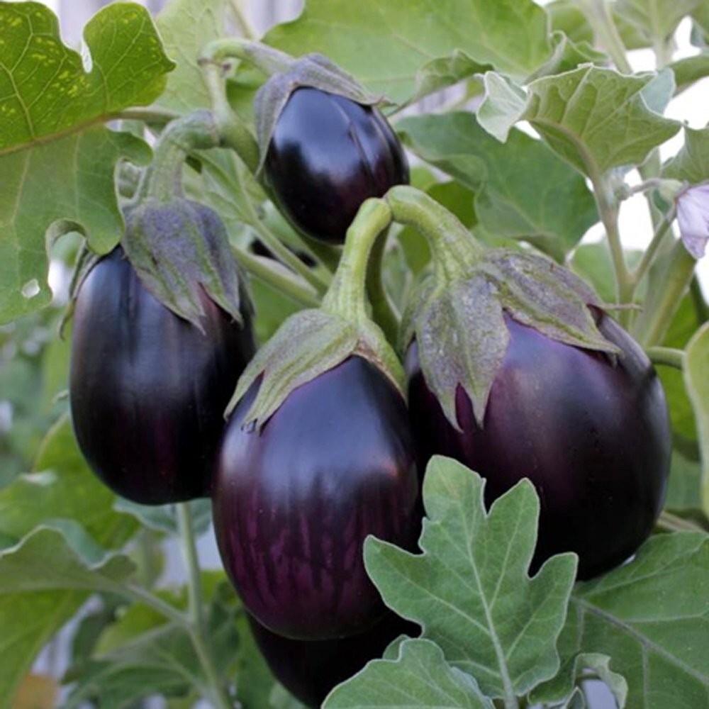 Eggplant Black Beauty/Organic Rosa Bianca/ Little Fingers eggplant/Patio Baby F1