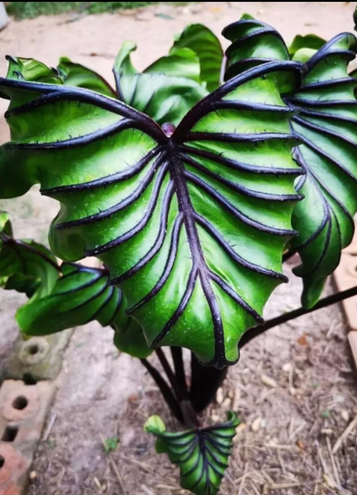 AUTHENTIC Colocasia Pharaoh Mask 1 bulbs