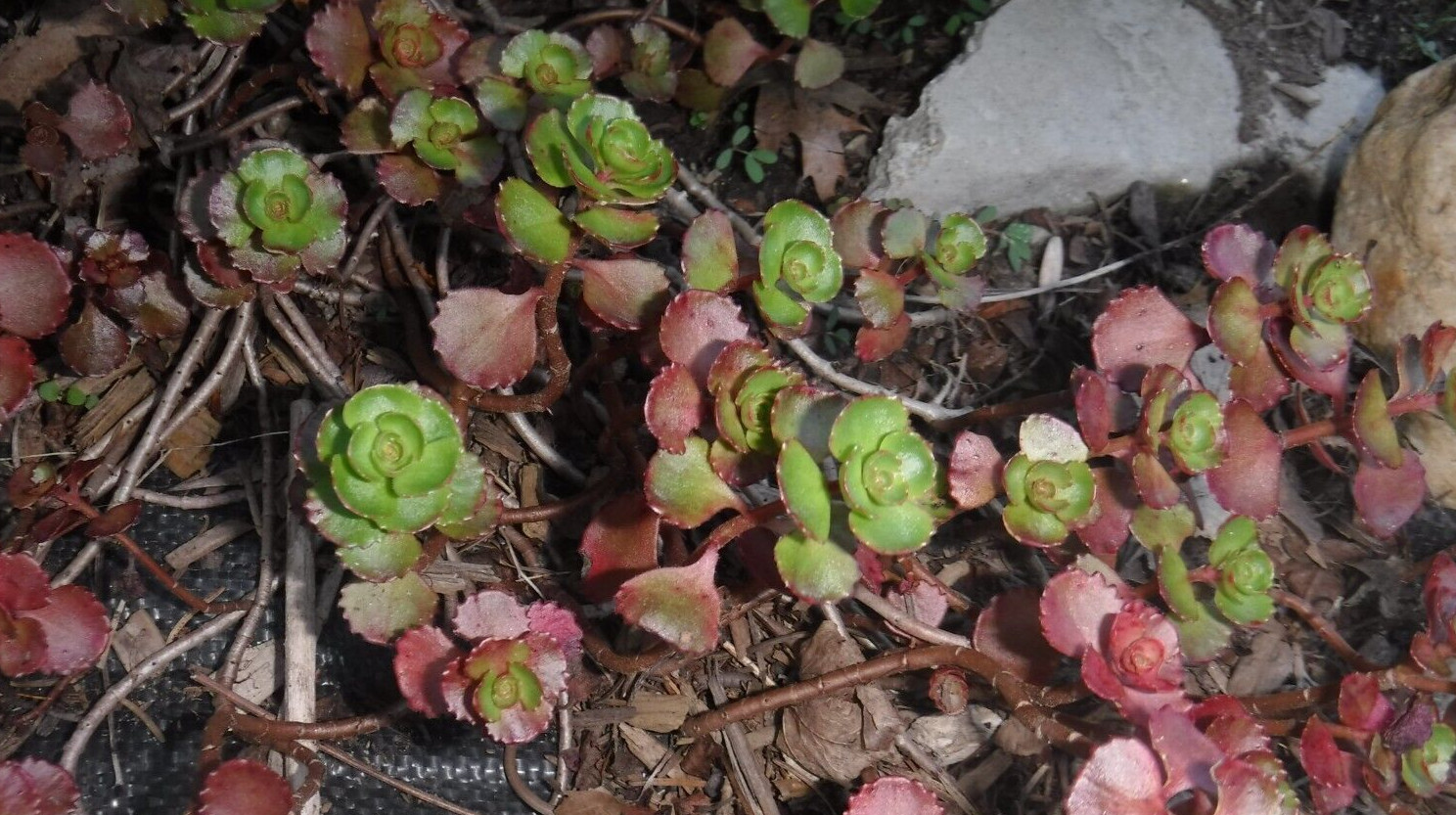 Sedum stonecrop seeds 50+ mix