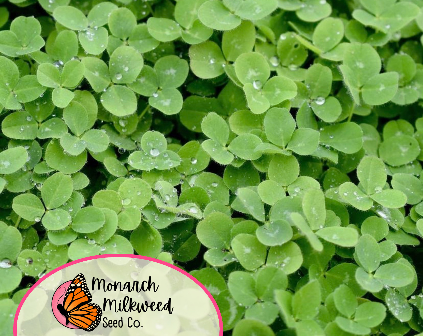 5700+ Mammoth Red Clover Seeds | Flower Gardening Pollinator Plant Seed Packet