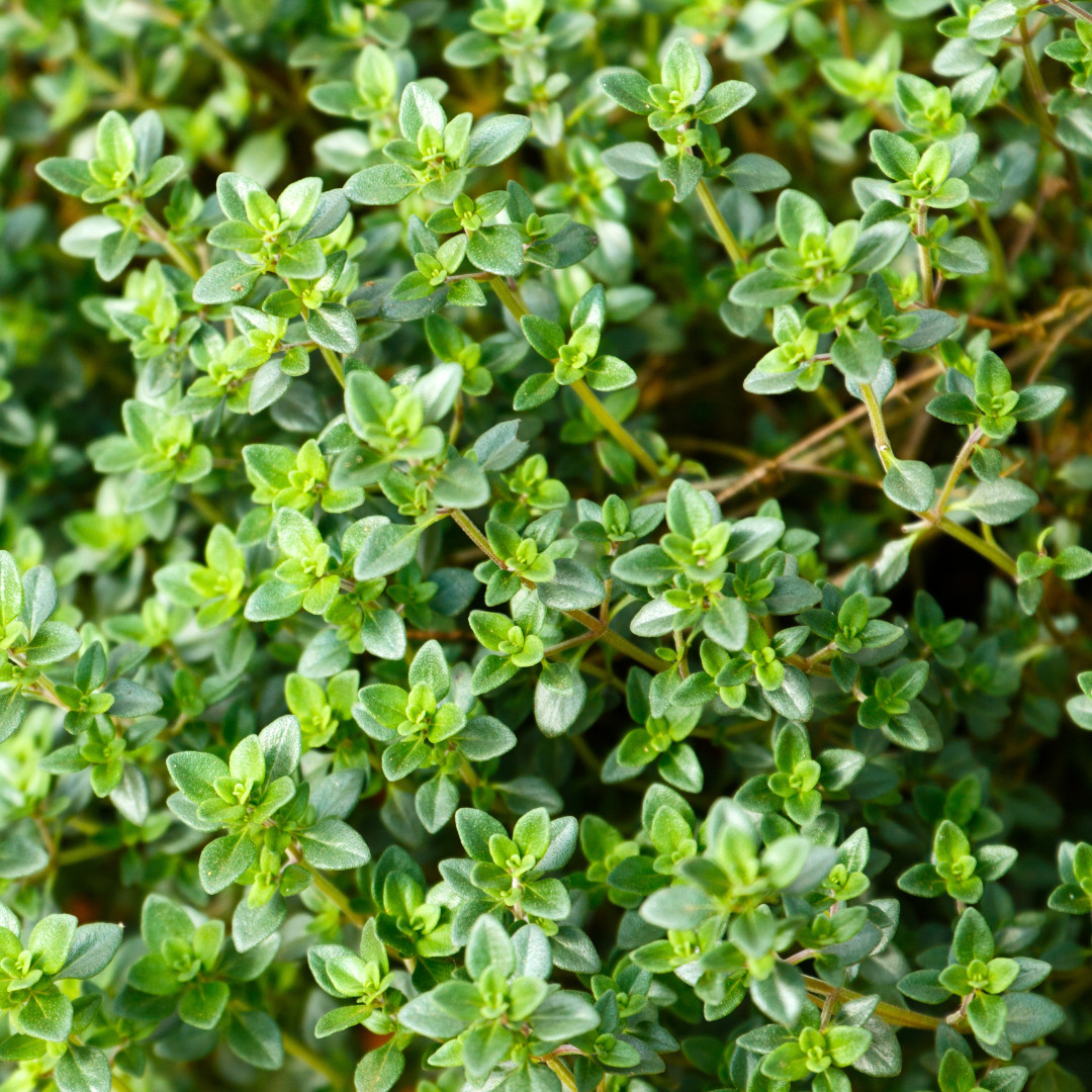 Fresh Premium Thyme Seeds | Herb | Culinary | Heirloom Non-GMO | Herb Seeds