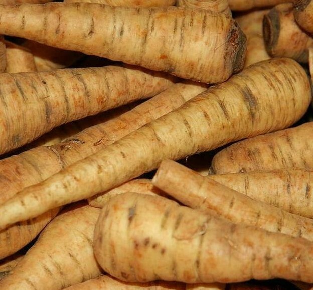 PARSNIP SEEDS 200+ HARRIS EARLY MODEL vegetable GARDEN culinary FREE SHIPPING