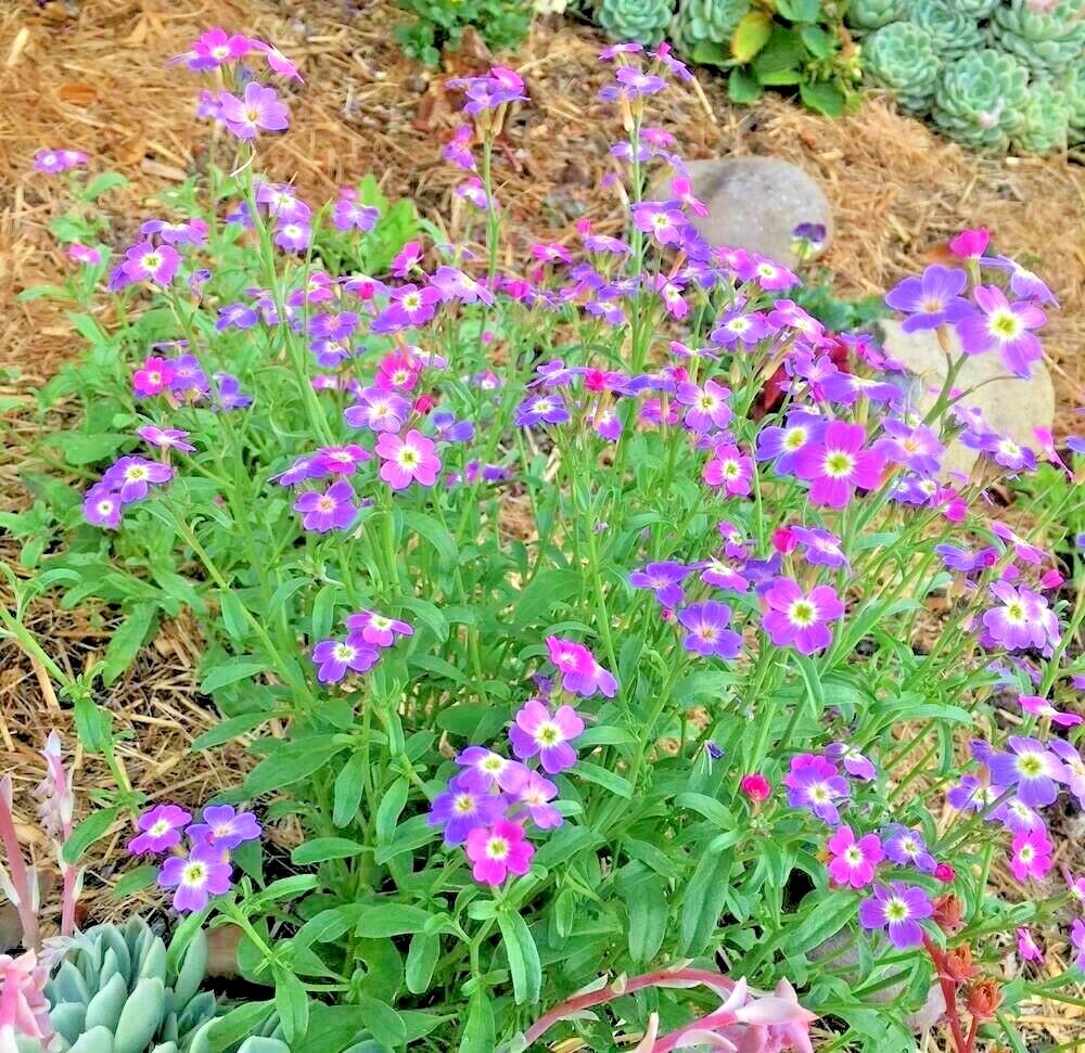 1000+VIRGINIA STOCK Flower Seeds Flowering Groundcover Borders Container Easy