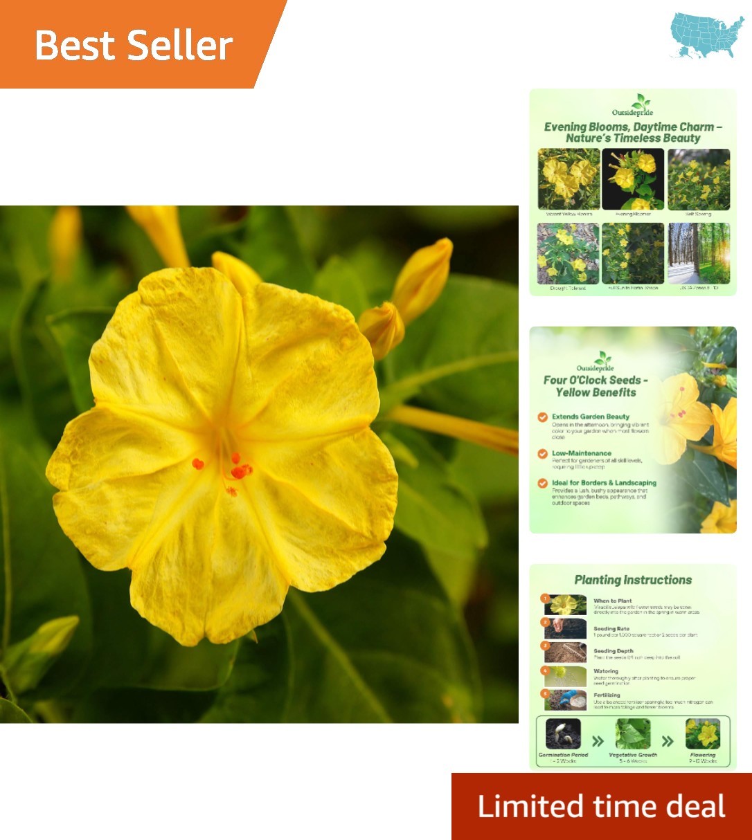 Easy-Grow Yellow Four O’clock Seeds – 1/4 lb Perennial for Borders & Hedges