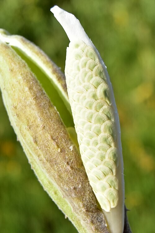50x Asclepias speciosa (showy Milkweed) Seeds