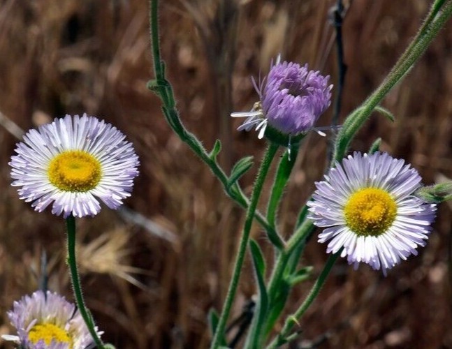 Hairy daisy seeds (Erigeron divergens) -30 seeds-