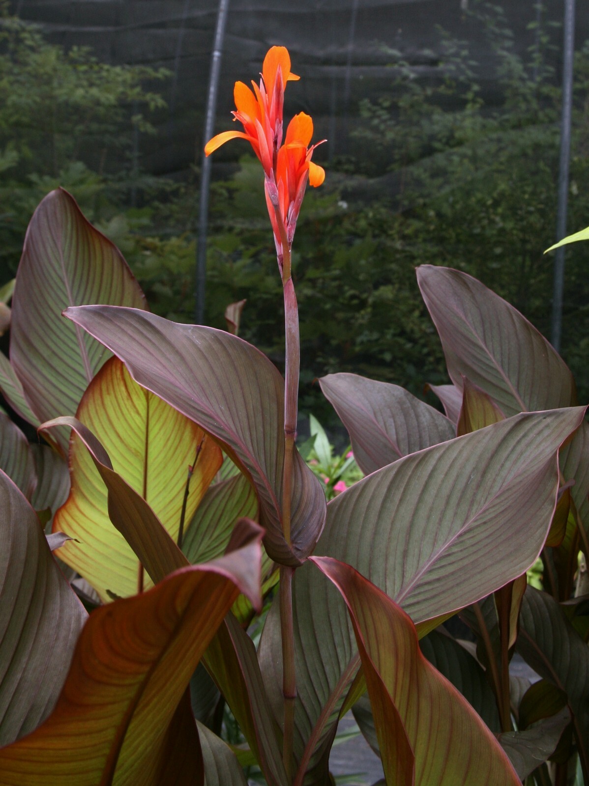 20 Canna indica ‘Eternal Flame’ seeds (Zingiplants Exclusive)