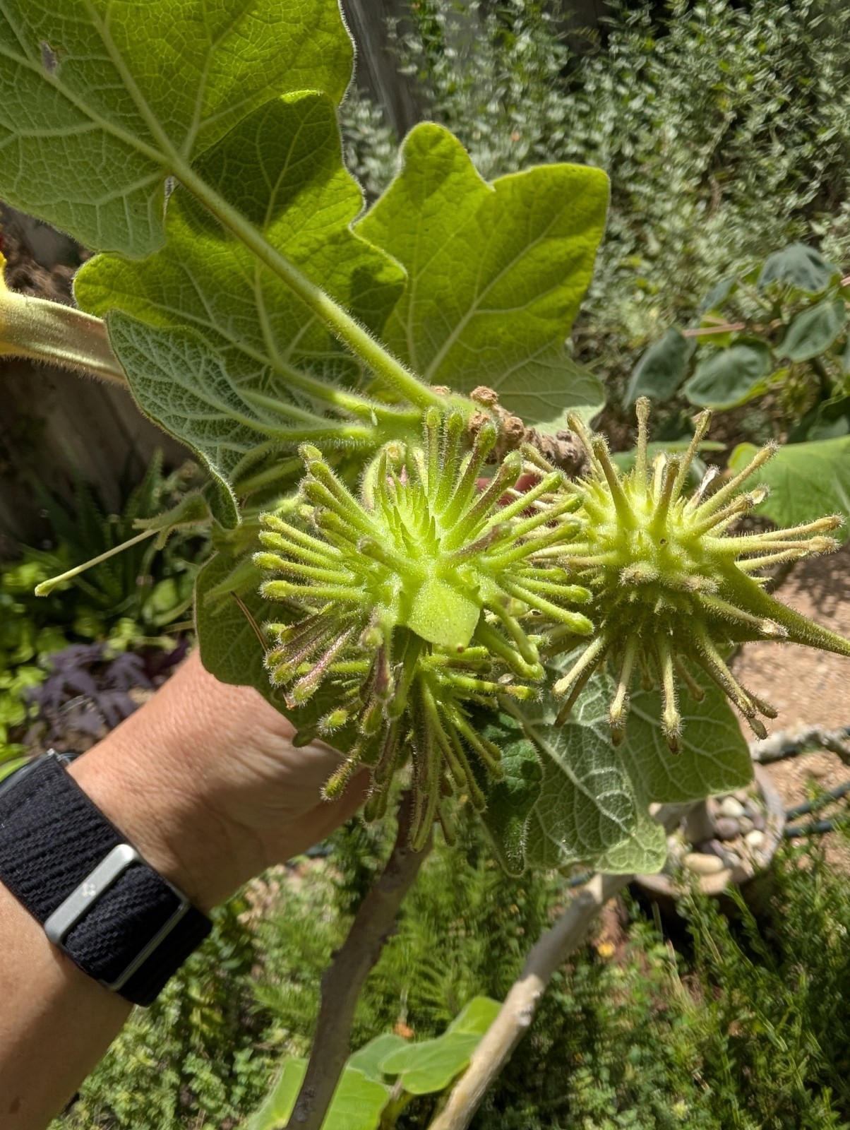 Uncarina Sp. Seeds- Entire Pod