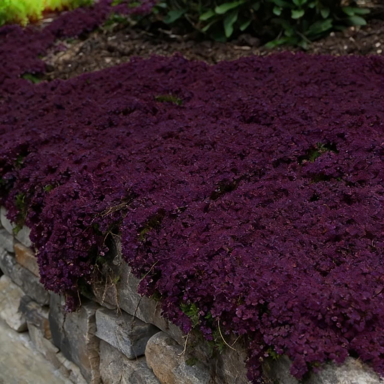 19,800+ Creeping Thyme Seeds for Planting – Non-GMO Perennial Thymus Serpyllu…
