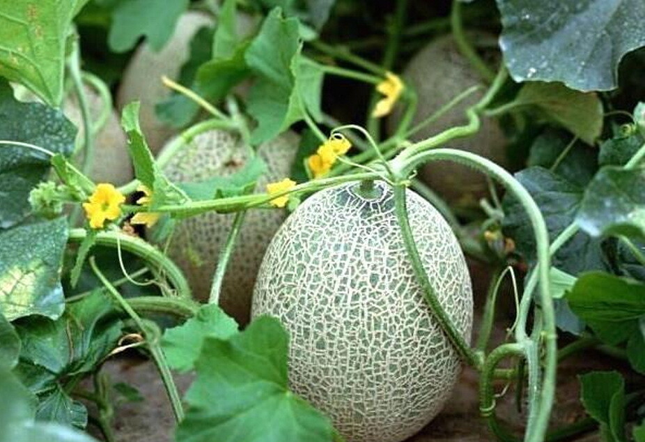250 Hales Best Jumbo Melon Seeds Cantaloupe Muskmelon Heirloom