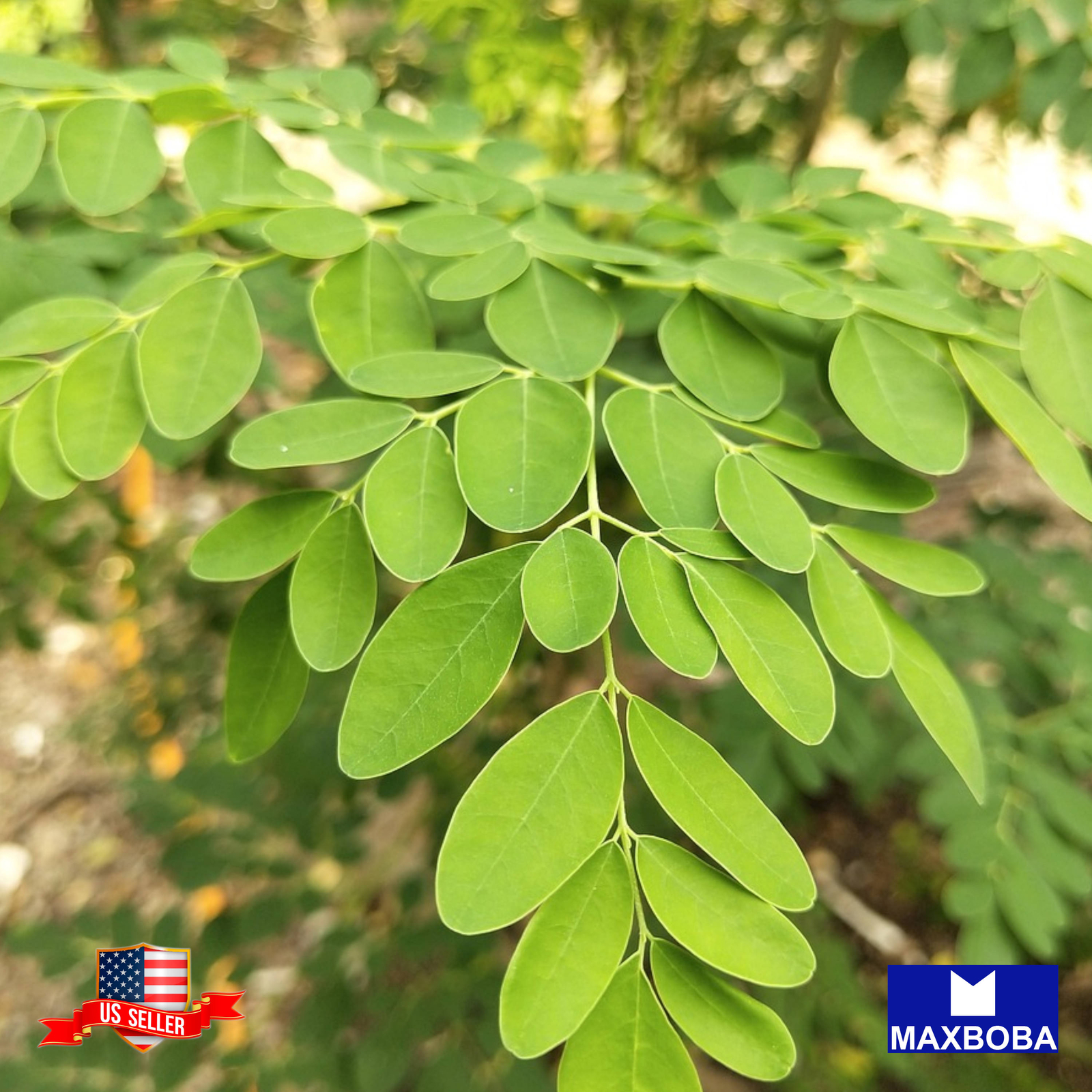 6+ Moringa Seeds Vegetable Non-GMO BOGO 50%OFF