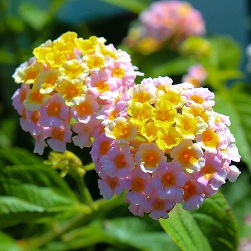 300+ Lantana Flower Seeds for Planting,Perennial Mix Lantana Camara Flowers Seed