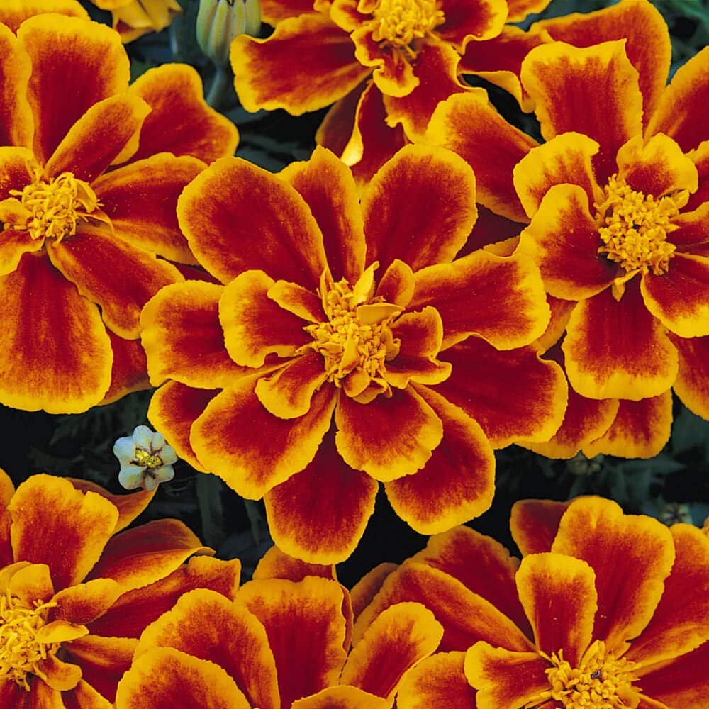 250 Seeds French Marigold Tagetes Patula Durango Flame Flower Seeds