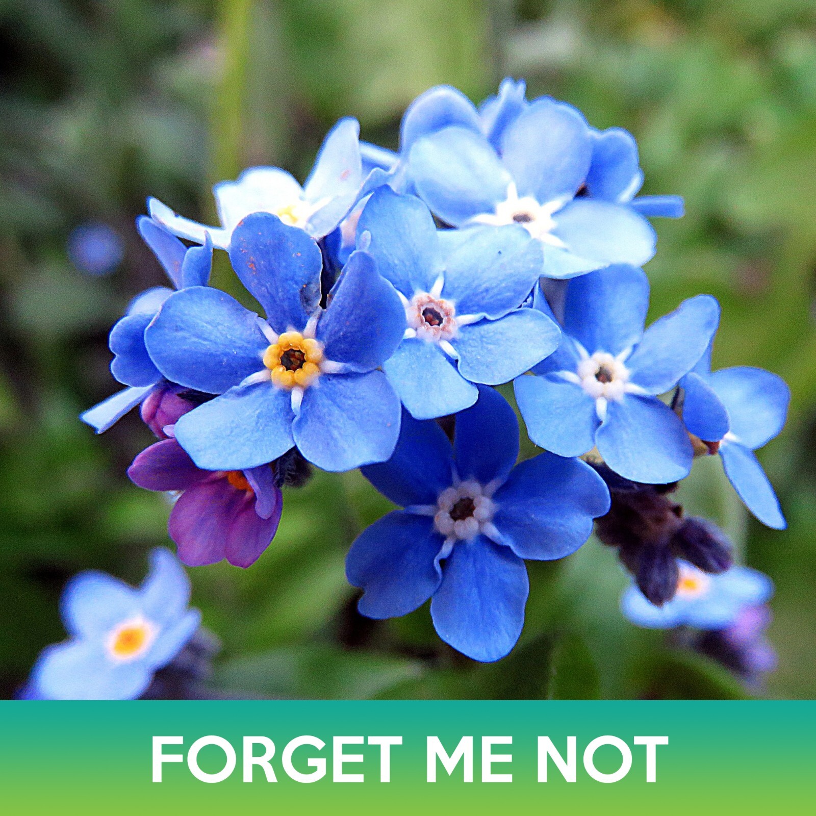 Forget-Me-Not Flower Seeds, Myosotis sylvatica