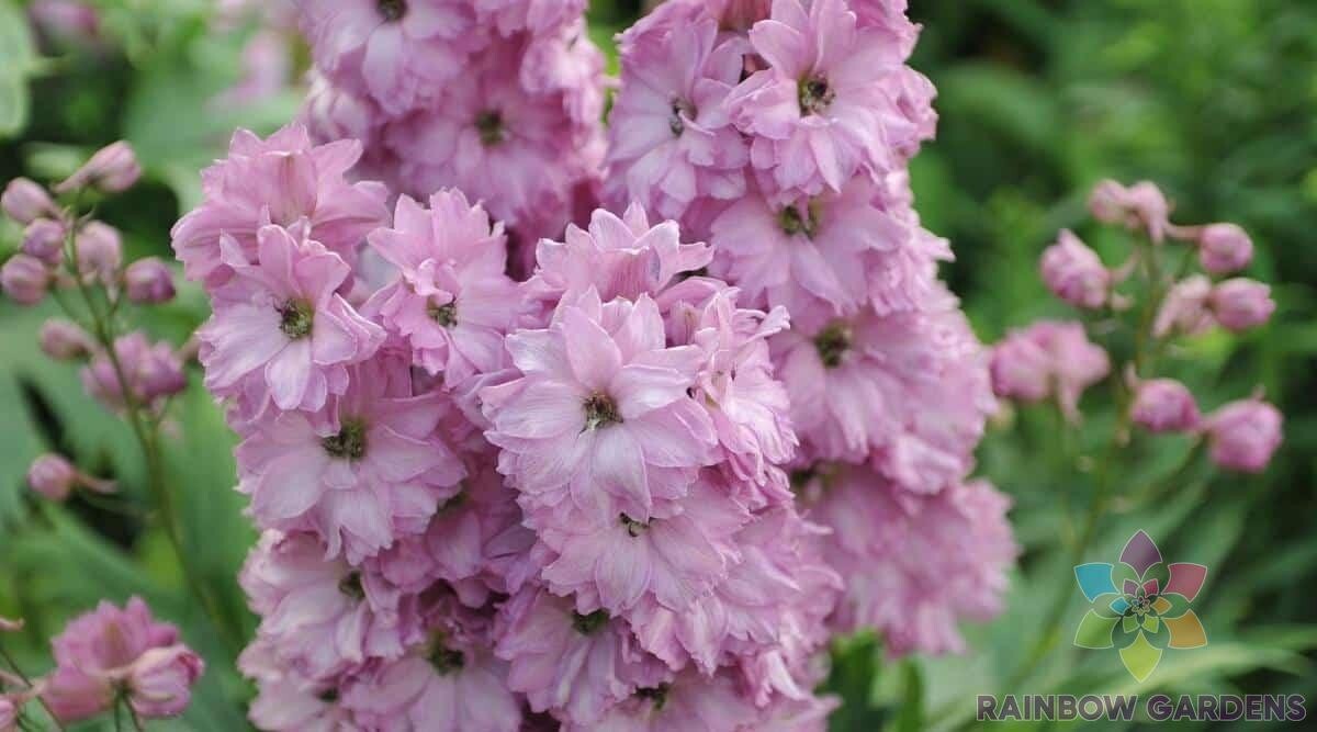 200+ Million Dollar Blush Delphinium Seeds for Garden – USA – FREE SHIPPING!