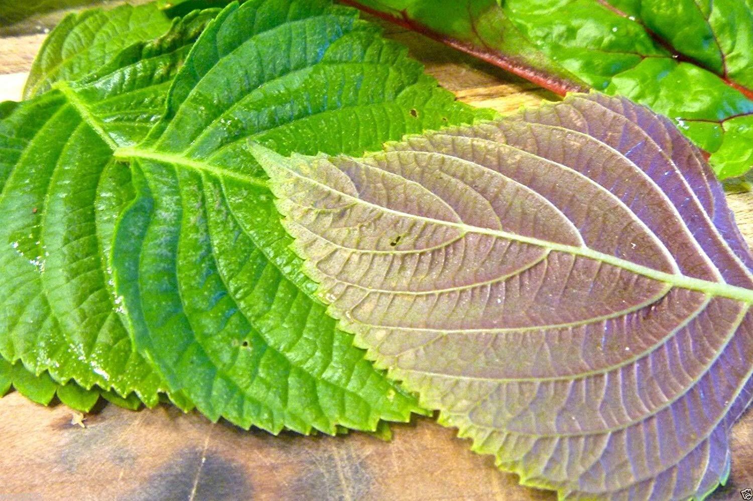 1000 KOREAN PERILLA SEEDS,”Shiso” (Perilla Frutescens) Korean specialty Herb