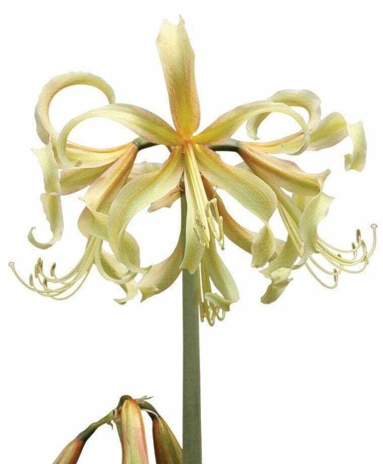 SAFFRON Amaryllis 20-22 centimeters – US Seller