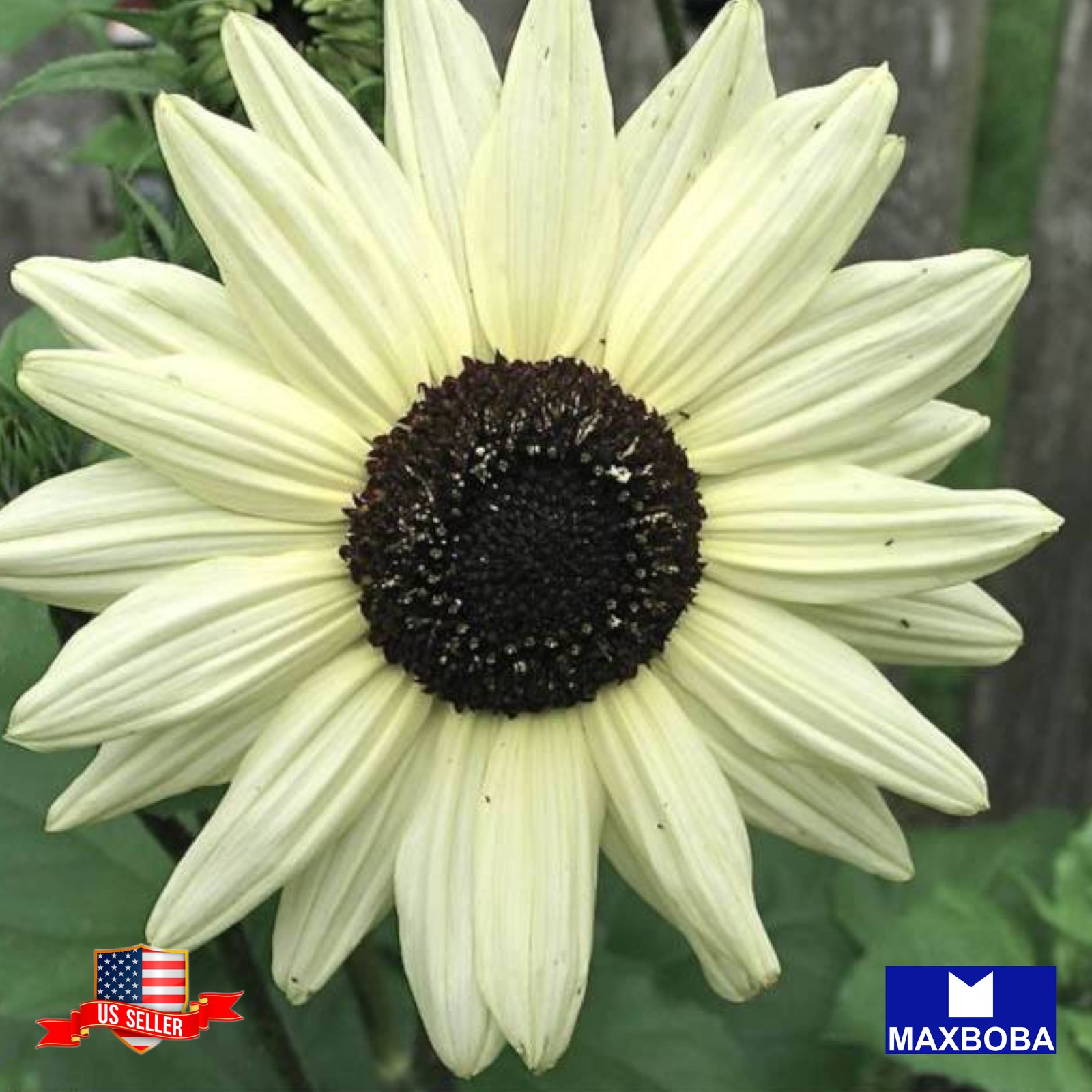 Premium Fresh 150 Seeds Sunflower Italian White Non-GMO