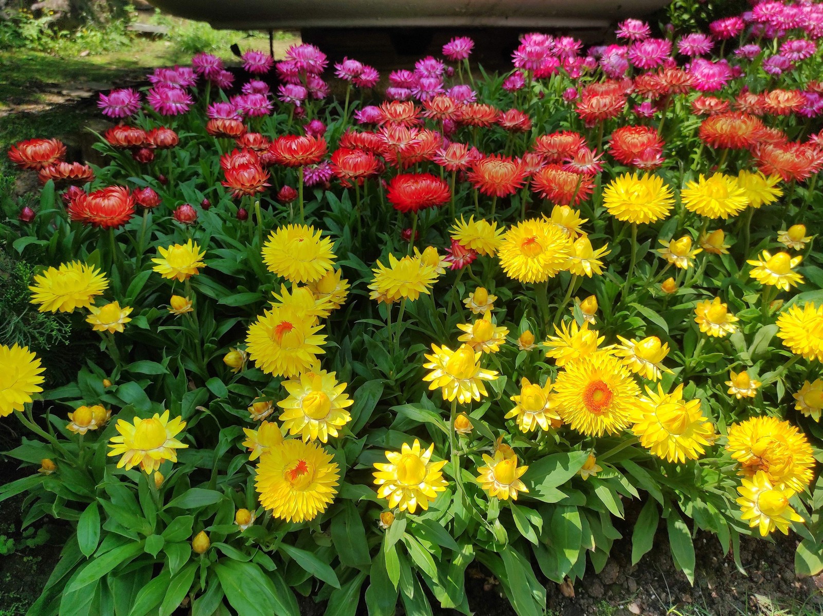 100 TALL Double MIXED Colors STRAWFLOWER Helichrysum Monstrosum Flower Seeds