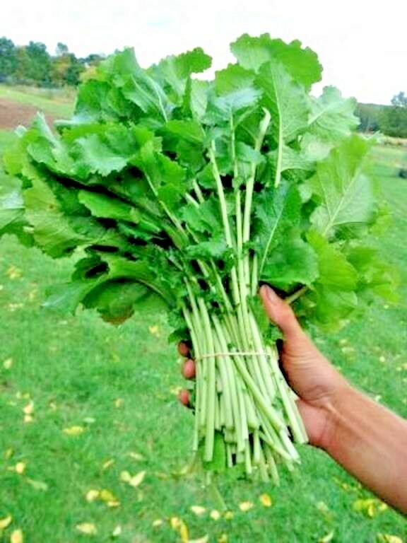 1001+SEVEN TOP TURNIP Seeds Organic Native Vegetable Garden Container Greens