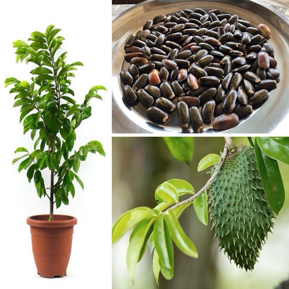 250 Soursop Seeds Graviola (Annona Muricata) Guanabana