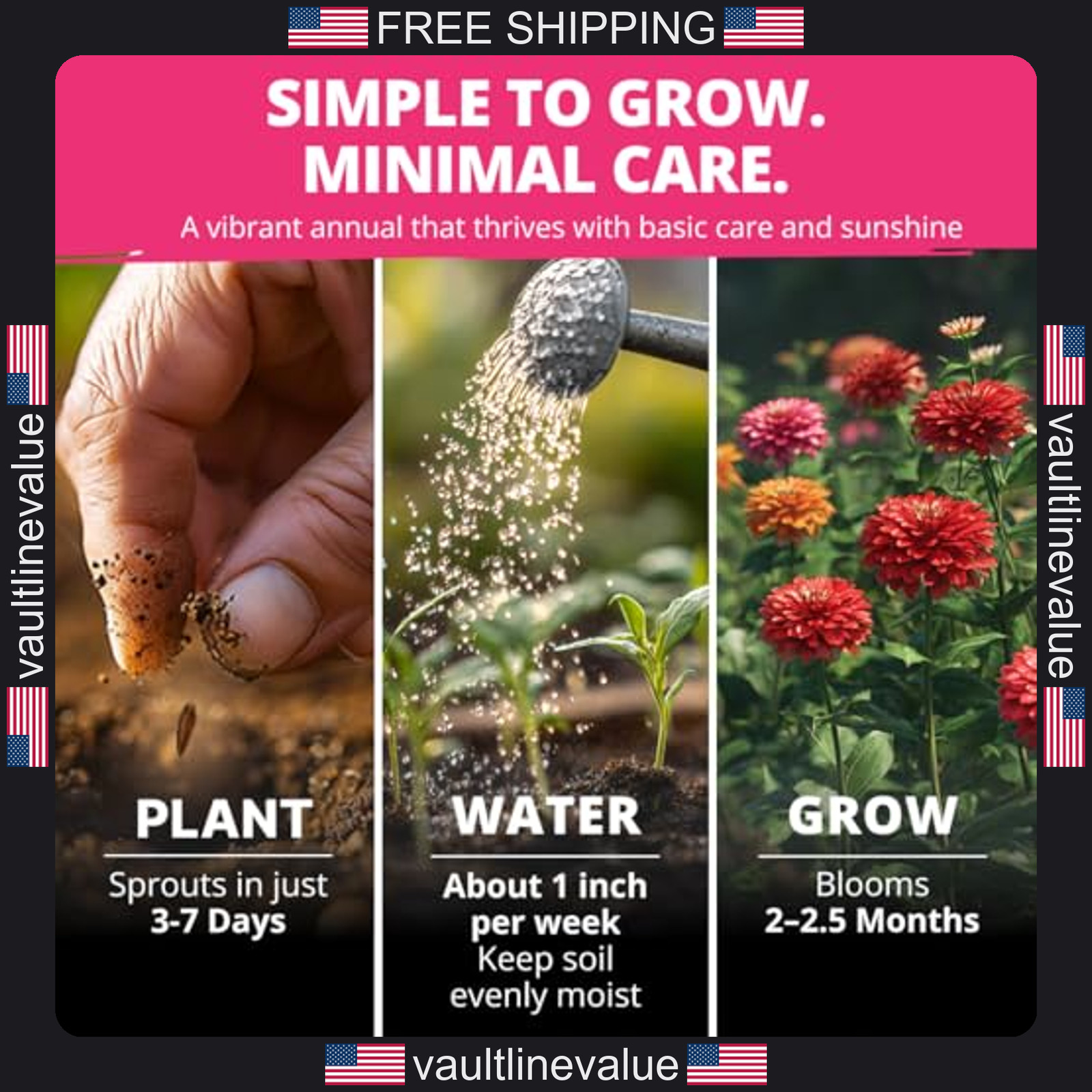Home Grown Zinnia Dahlia Seeds Pack 524 Non GMO Flower Seeds for Gardens