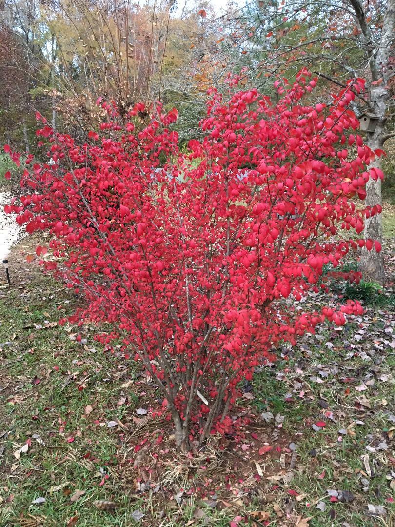 Red Burning Bush or Shrub ~ Shows Beautiful Fall Foliage ~ 50 Seeds USA Seller