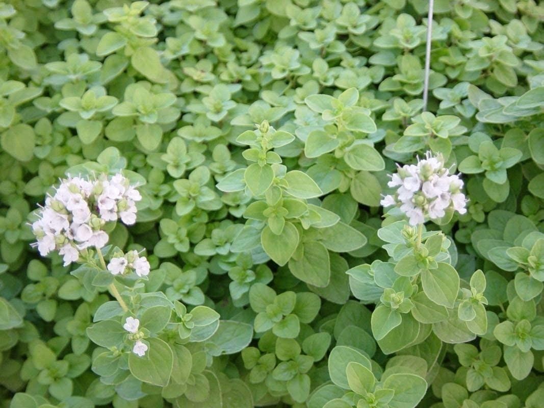 Sweet Marjoram Seeds (25+ Seeds)