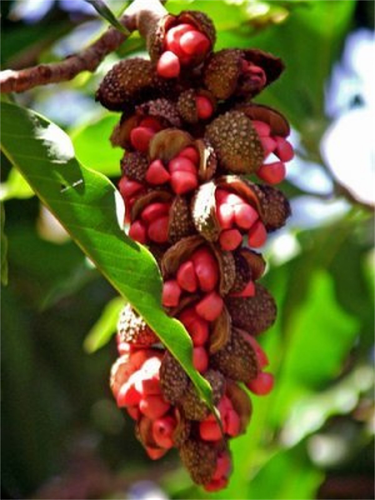 Michelia Champaca Magnolia Tree Shrub 10 Seeds, Fragrant Perfume JOY
